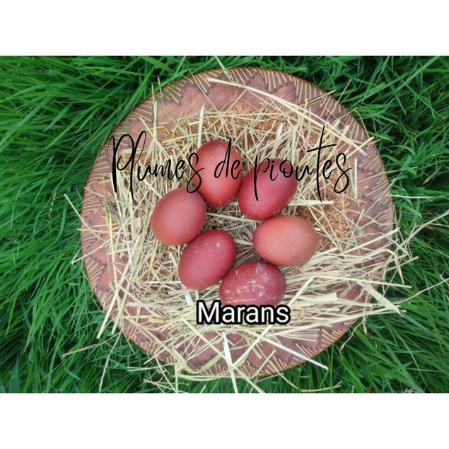 oeufs fécondés marans noires à camail cuivré