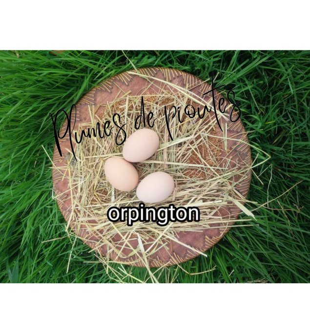 oeufs fécondés orpington doré liséré bleu