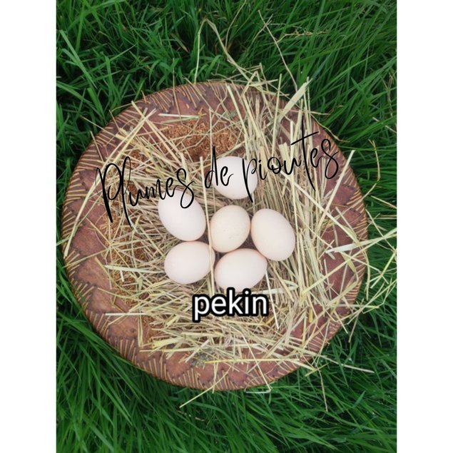 oeufs fécondés de bantam de pekin