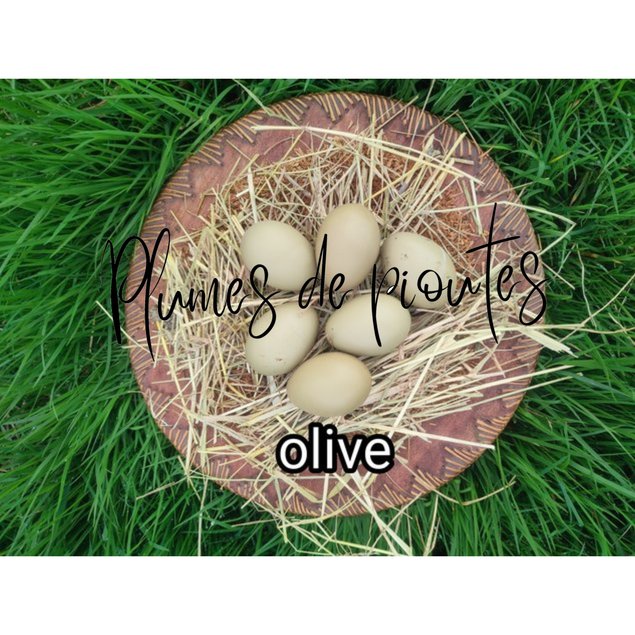 oeufs fécondés olive egger f1