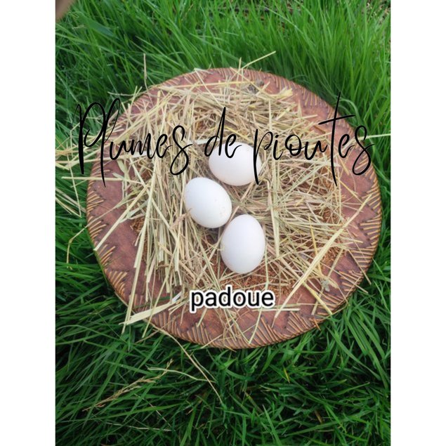oeufs fécondés padoue grande race