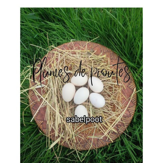oeufs fécondés de sabelpoot