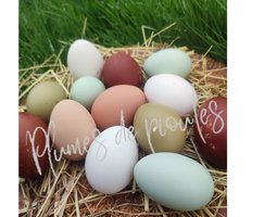 oeufs fécondés mix surprise pure race