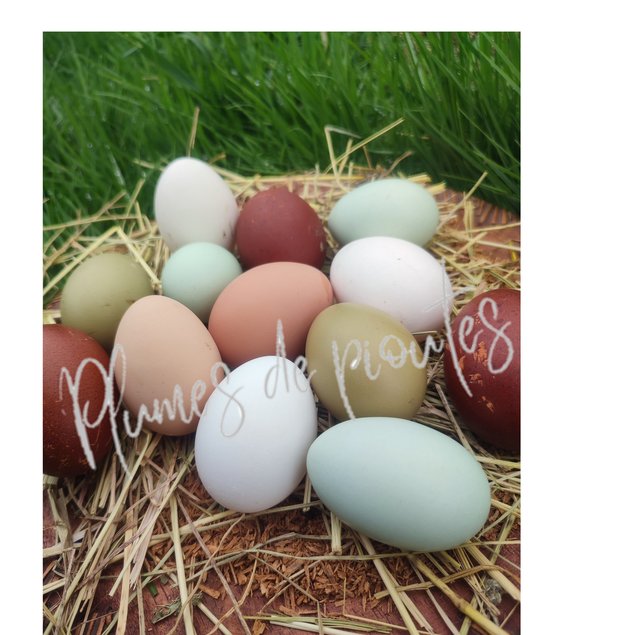 oeufs fécondés mix surprise pure race