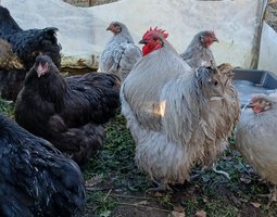 oeufs à couver de poules orpingtons