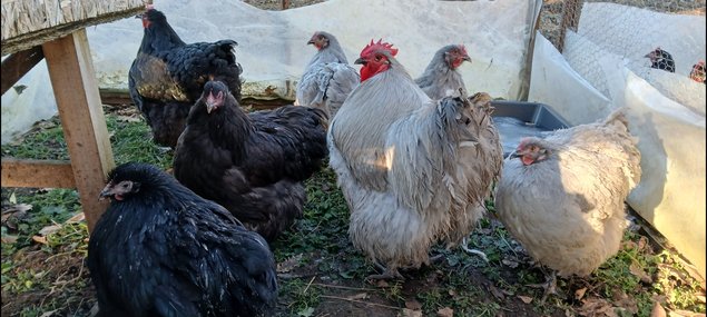 oeufs à couver de poules orpingtons