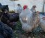 oeufs à couver de poules orpingtons