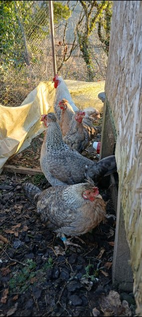 oeufs à couver de poules cream legbar