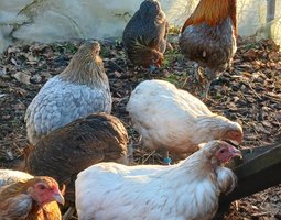 Oeufs à couver de poules araucana