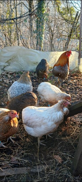 Oeufs à couver de poules araucana