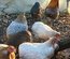 Oeufs à couver de poules araucana