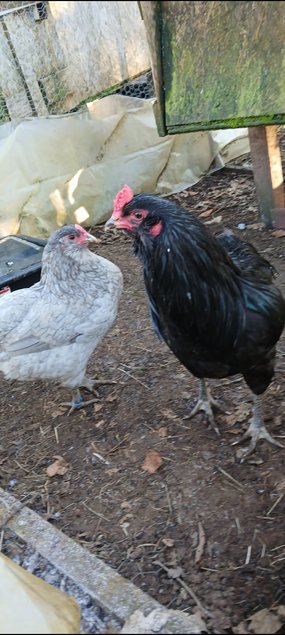Oeufs à couver de poules araucana