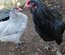 Oeufs à couver de poules araucana