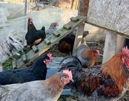oeufs fécondés de Marans