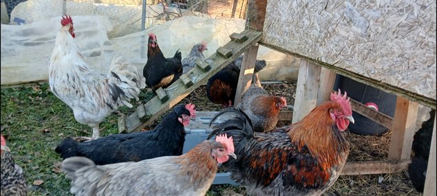 oeufs fécondés de Marans