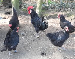 Lot de 24 œufs de PAVILLY