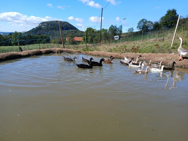 Canards coureurs indien