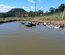 Canards coureurs indien
