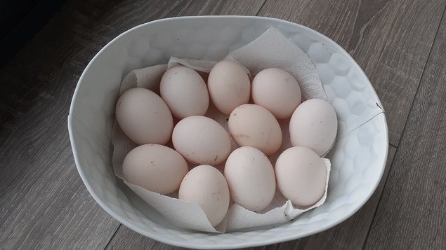Dorking saumon argenté souche oeufs blancs