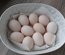 Dorking saumon argenté souche oeufs blancs