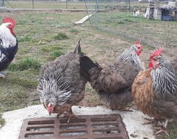 Dorking saumon argenté souche oeufs blancs