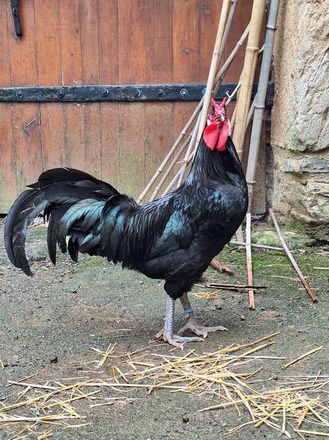 Oeufs à couver La Flèche