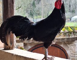 Oeufs à couver La Flèche