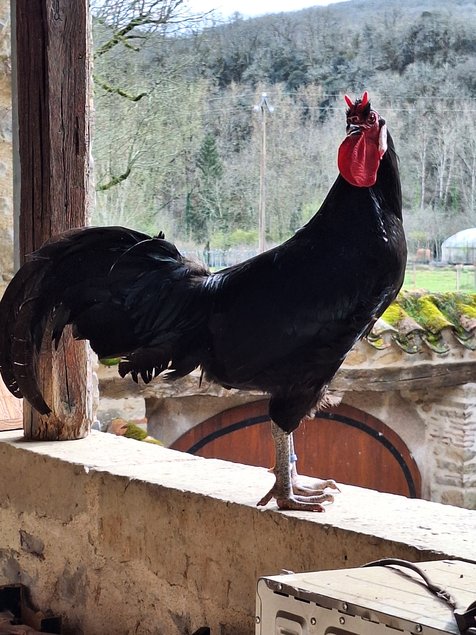 Oeufs à couver La Flèche