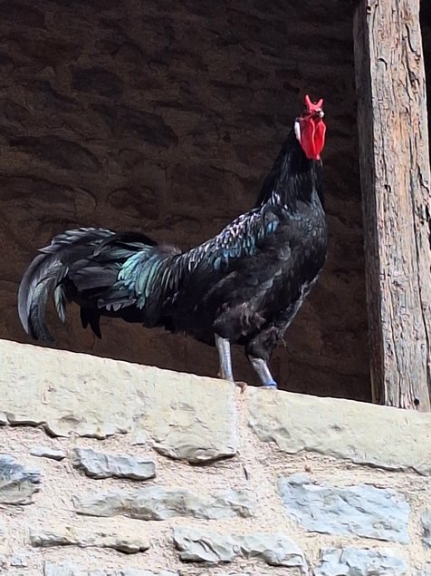 Oeufs à couver La Flèche