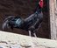 Oeufs à couver La Flèche