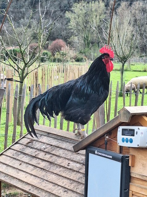 oeufs à couver de poule Noire du Berry
