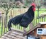 oeufs à couver de poule Noire du Berry