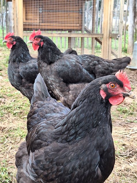 oeufs à couver de poule Noire du Berry