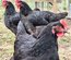 oeufs à couver de poule Noire du Berry