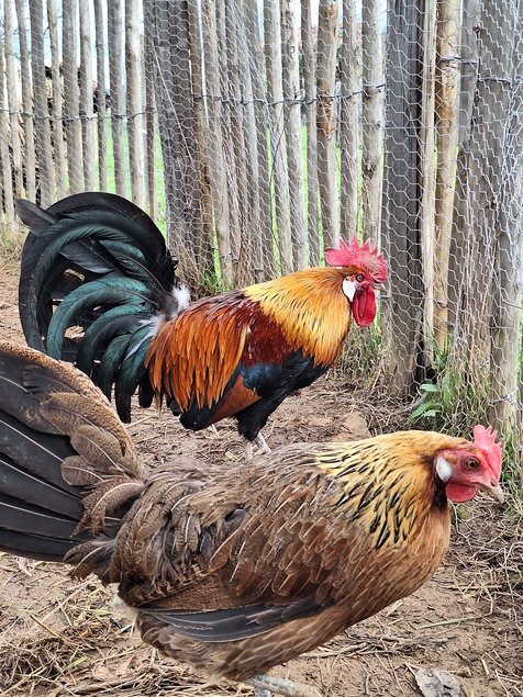 oeufs à couver poule Gauloise saumon dorée
