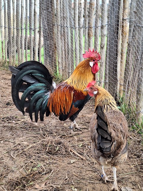 oeufs à couver poule Gauloise saumon dorée