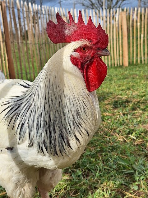 Oeufs à couver Bourbonnaise