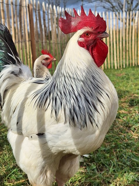Oeufs à couver Bourbonnaise