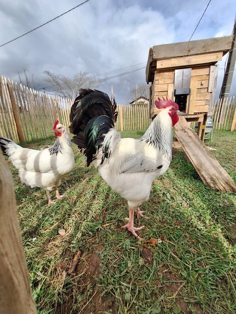 Oeufs à couver Bourbonnaise