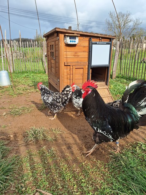 Oeufs à couver poule Gournay