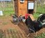 Oeufs à couver poule Gournay