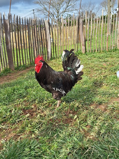 Oeufs à couver poule Gournay