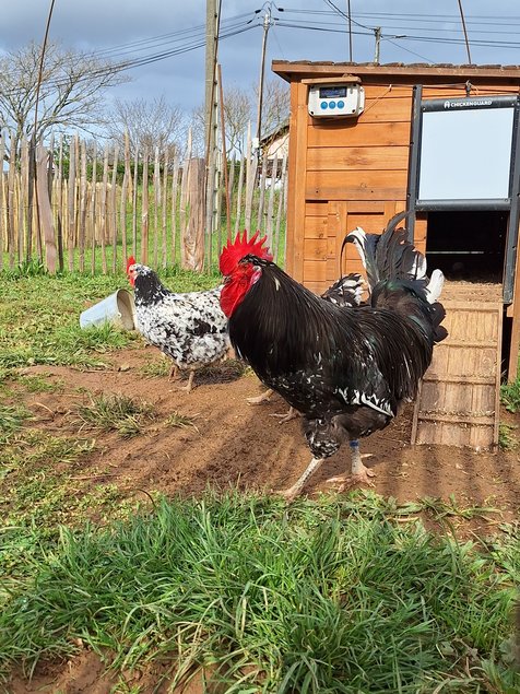 Oeufs à couver poule Gournay