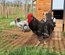 Oeufs à couver poule Gournay