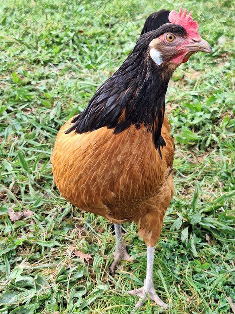 Oeufs à couver VORWERk