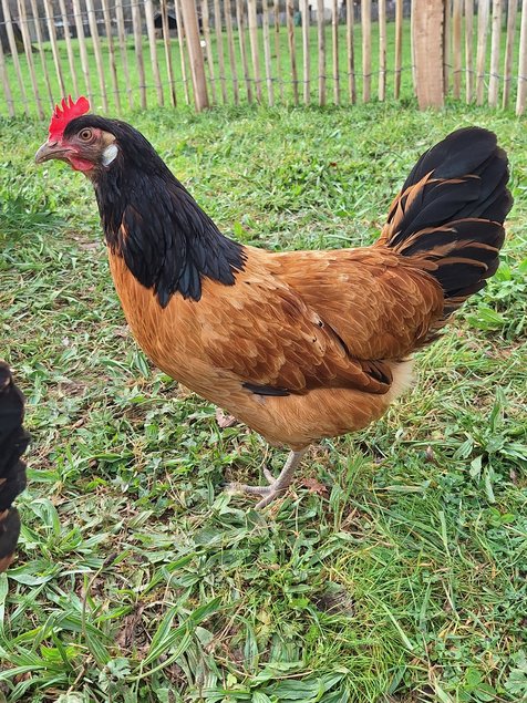 Oeufs à couver VORWERk