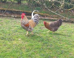 Bielefelder  saumon coucou doré rouillé