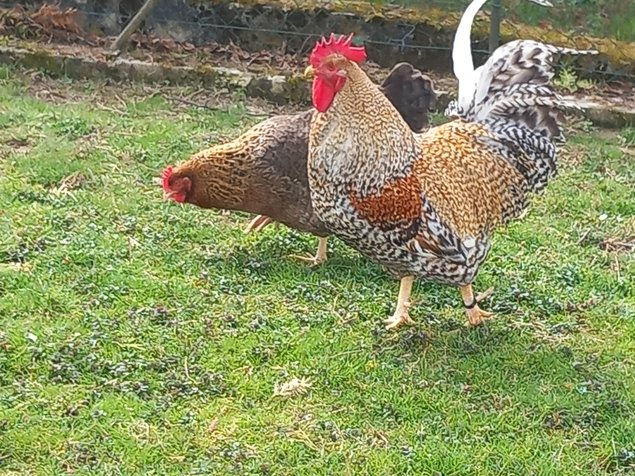Bielefelder  saumon coucou doré rouillé