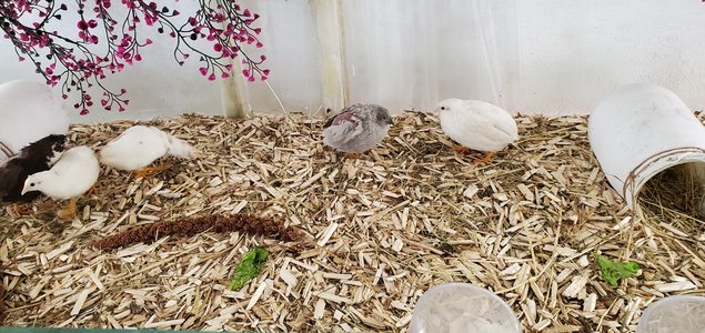 Oeufs fécondés de caille de Chine