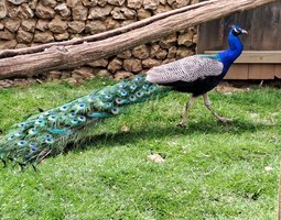 Oeuf de paon bleu